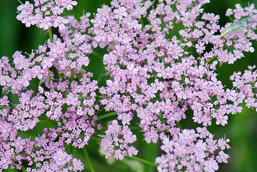 Chaerophyllum sp.